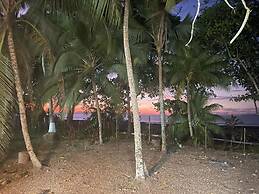 Macaw Paradise