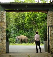 Elephant Trail