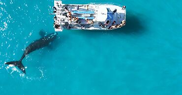White Shark Guest House