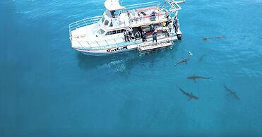 White Shark Guest House