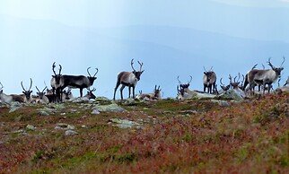 Norefjellhytta