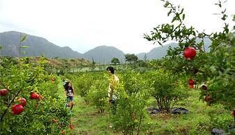 Harvest Fresh Farms