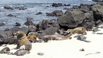 Golden Bay Galapagos