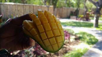 Mango Tree Inn