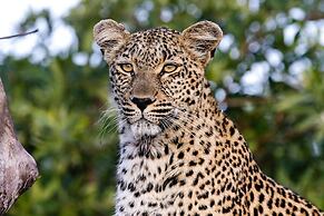 Inyati Game Lodge