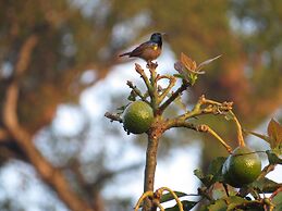 Mistletoe Munnar