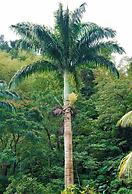 Natty Tropical Valley