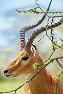 Kananga Special Tented Camp