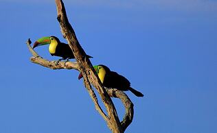 Spacious Monteverde Bird-watchers Home