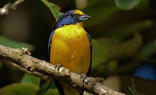 Spacious Monteverde Bird-watchers Home