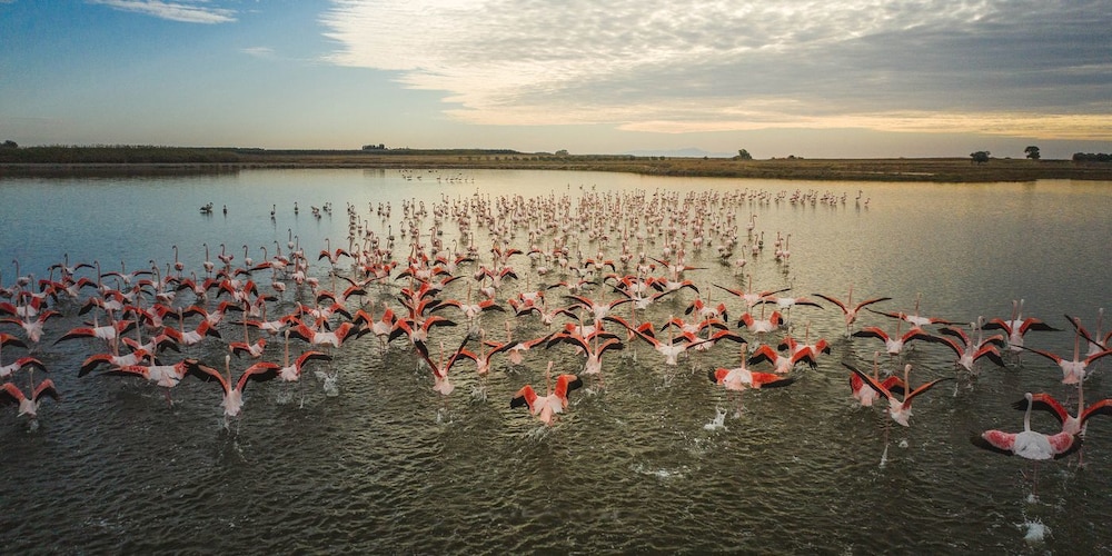 Evita Flamingo