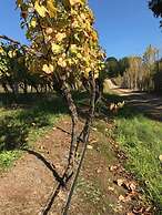 Room-frogs Pond Vineyards