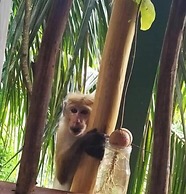 Ella Treehouse
