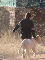 Simba Safaris African Pride