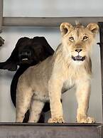 Simba Safaris African Pride