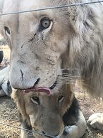 Simba Safaris African Pride