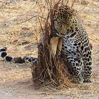 Simba Safaris African Pride