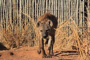 Simba Safaris African Pride
