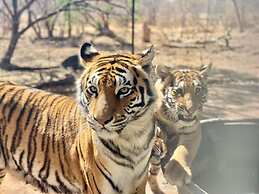 Simba Safaris African Pride