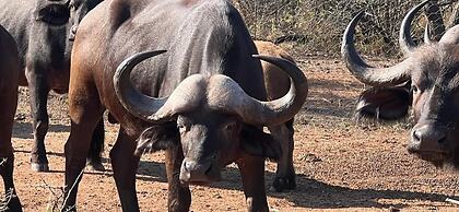 Simba Safaris African Pride