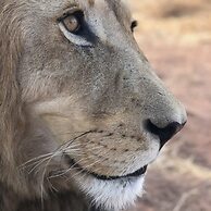 Simba Safaris African Pride