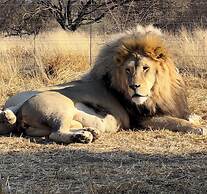 Simba Safaris African Pride