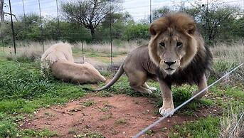 Simba Safaris African Pride
