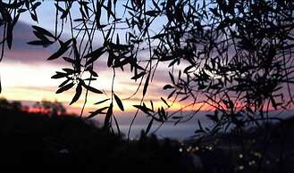 Room-a Yurt Among Olive Trees and the se