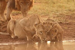 Honeyguide Conservation Lodge