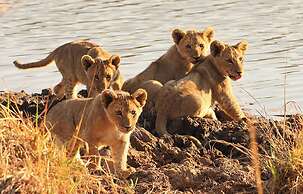 Honeyguide Conservation Lodge