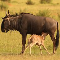 Honeyguide Conservation Lodge