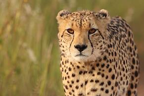 Honeyguide Conservation Lodge