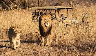 Honeyguide Conservation Lodge