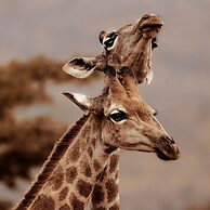 Honeyguide Conservation Lodge