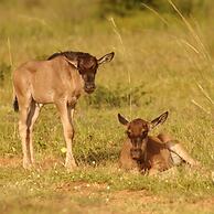 Honeyguide Conservation Lodge