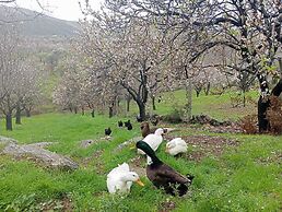 W Antic Pansiyon