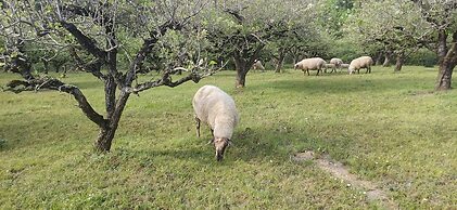 Quinta da Pêra rocha