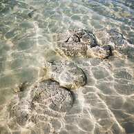 Hostalito Lahar