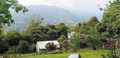 Camelliana Horizon Pongyang