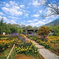 Camelliana Horizon Pongyang