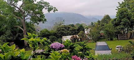 Camelliana Horizon Pongyang