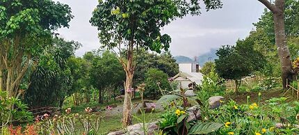 Camelliana Horizon Pongyang