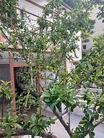 VILLA LINA LODGING HOUSE
