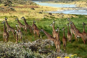Kilimanjaro Luxury Camp
