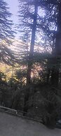 Shimla Forest View Green Hotel
