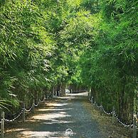 Rest Time Bamboo