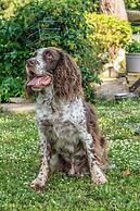 Podere Pala - Pet Friendly