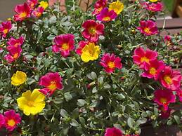 Flower Pot Complex
