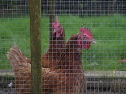 Hurst Farm