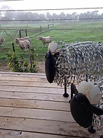 Redwing Shearer's Quarters